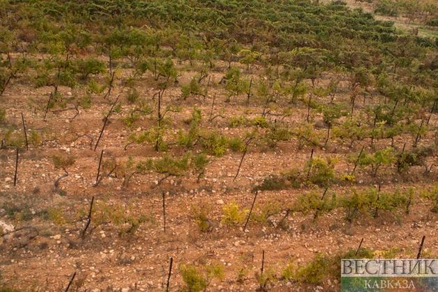 На 21% больше винограда собрали в Крыму