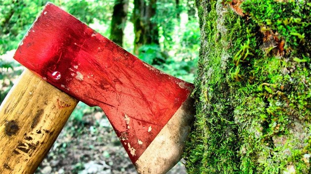 В Грузии установили более 400 фактов незаконной вырубки леса 