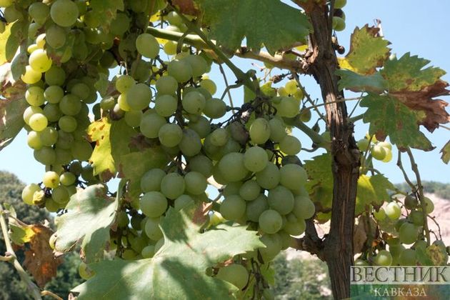 Дагестан за год прирос 1 тыс га виноградников