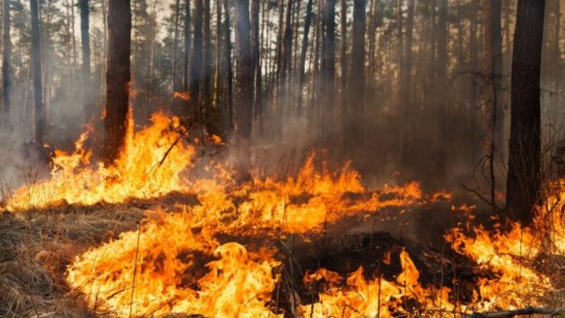 На западе Грузии горят 20 гектаров леса
