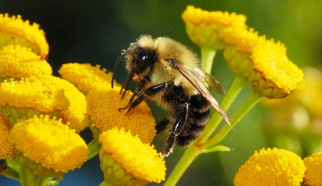 Зимостойких и "жаропрочных" пчел выведут в Крыму