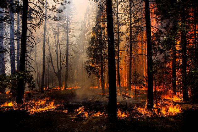 Провинцию на юго-западе Турции охватил лесной пожар