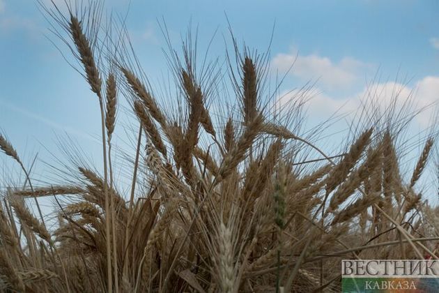 Казахстан обеспечит Грузию пшеницей 