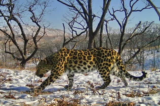 Пропавшего в горах Южной Осетии леопарда будут искать