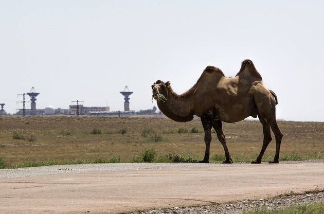 На верблюдов в Казахстане наденут светоотражающие ленты