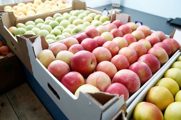 Кубань отрапортовала о сборе более 18 тыс т фруктов