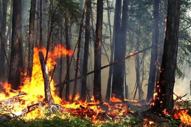 Жителей Кубани предупредили о чрезвычайной пожароопасности