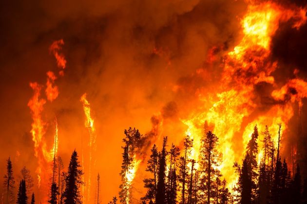 В Кахетии горит лес 
