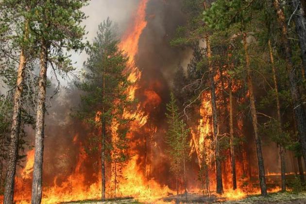 На Ставрополье потушили лесной пожар у села Бешпагир