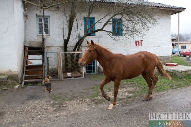 Лошадь устроила смертельное ДТП в Дагестане