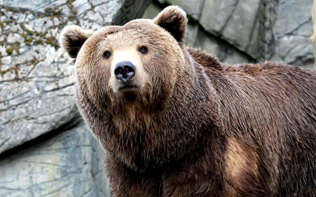 Медведь растерзал туриста в Армении