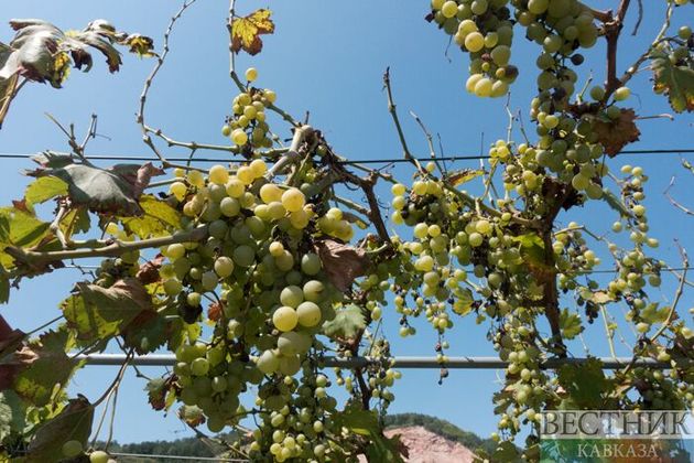 Виноградари Кахетии собрали рекордный за 30 лет урожай