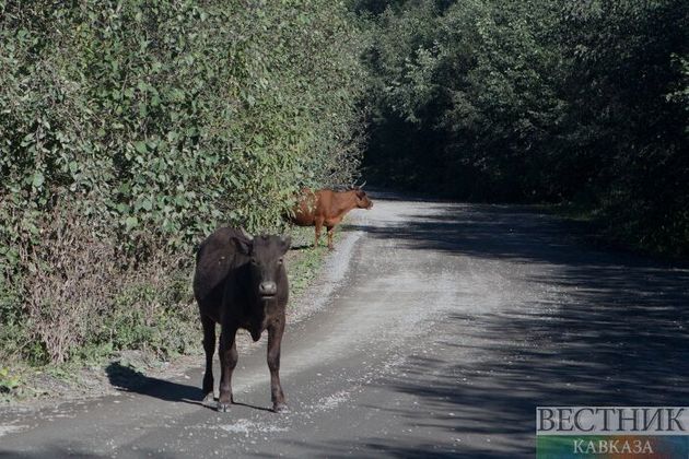 Бесхозных коров ждет "штрафстоянка" в Нефтекумске
