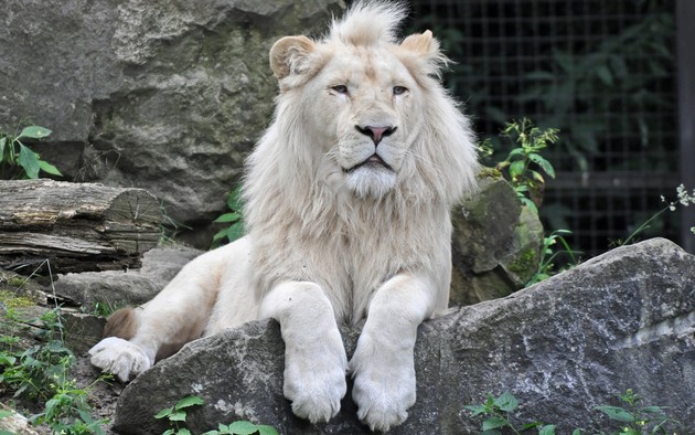 Владельца парка львов упрекнули в "шантаже властей" 