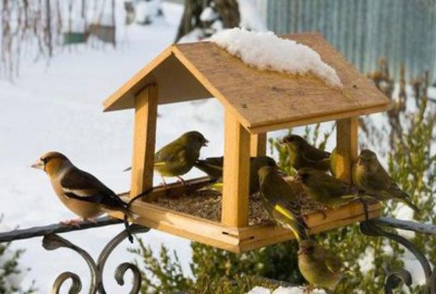 Жители Адыгеи накормят птиц зимой