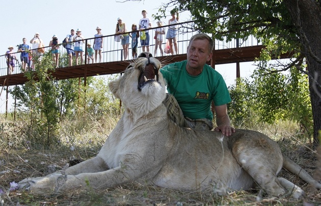 Крымский парк львов "Тайган" закрывают во второй раз