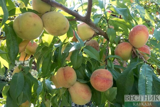 Малообеспеченные семьи в Азербайджане поддержат фруктами из "Социальных садов" 