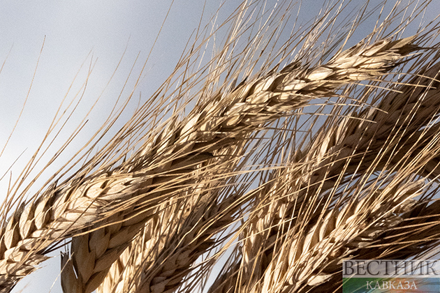 Урожай зерна в Казахстане превысил 21 млн т