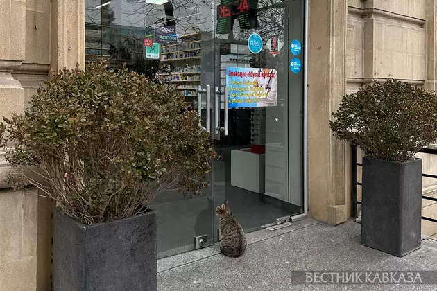 Кошка в Баку