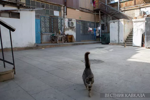 Кошка в Баку