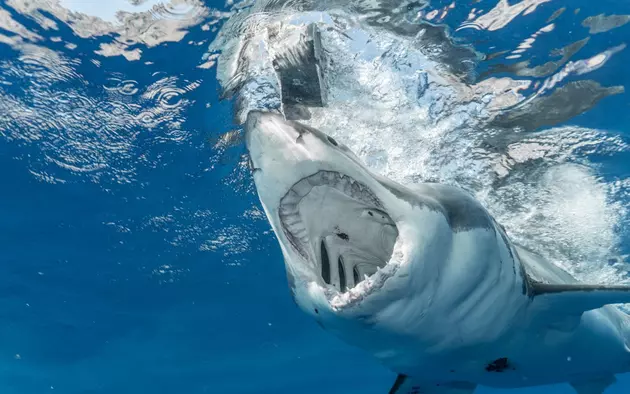 Нападения акул: как предотвратить и пережить, если некуда деваться?