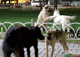 Бродячие собаки снова атаковали Ереванский зоопарк