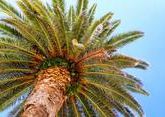В Ингушетии займутся выращиванием пальм