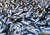 Килька помогла Дагестану удвоить добычу рыбы