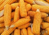 В Северной Осетии будут перерабатывать выращенную кукурузу