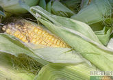 Кубань нарастила экспорт кукурузы вдвое