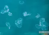 Медуз из Азовского моря стали использовать в медицине