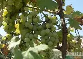 Производитель вина &quot;Кубань-вино&quot; стал собственностью государства