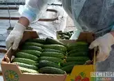 Кубань поддержала сельское хозяйство 13 млрд рублями