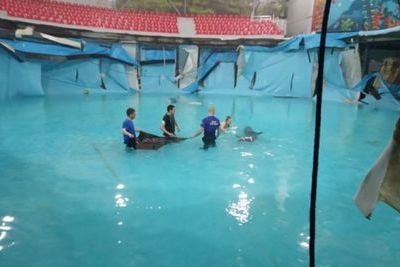 В Алуште из дырявого аквариума спасали дельфинов
