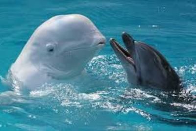 Жители Сочи отметят Всемирный день дельфинов 