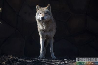 В Ставропольском крае активизировались волки, есть пострадавшие
