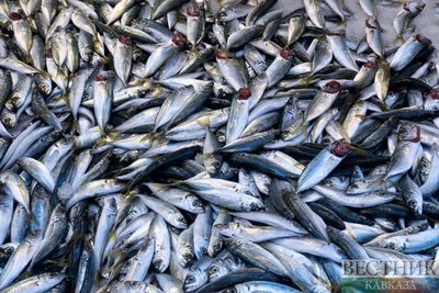 Дагестан установил постсоветский рекорд по вылову рыбы