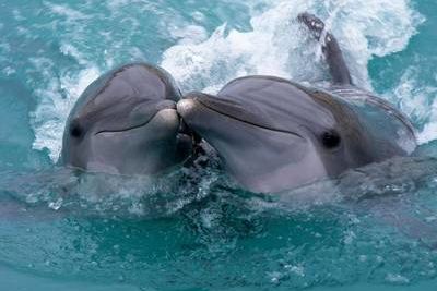 Дельфинарий закрыли из-за коронавируса в Батуми