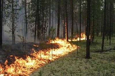Россию ожидают лесные пожары 
