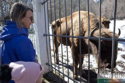 Животным не хватает корма и общения: как на Северном Кавказе помогают зоопаркам во время пандемии?