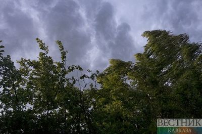 Непогода уничтожила часть виноградников на востоке Грузии