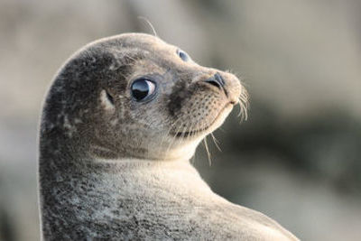 Казахстанские ученые предупредили: жир каспийского тюленя опасен