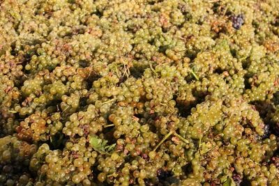Кизлярские виноделы идут на новый рекорд по переработке винограда 