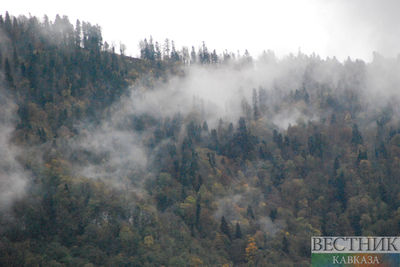Лес горит в турецкой провинции Чанаккале