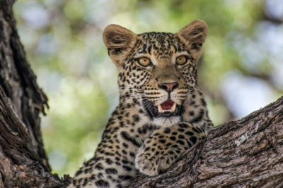 В Сочинском нацпарке выпустили в дикую природу трех леопардов