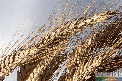 Урожай зерна в Казахстане превысил 21 млн т