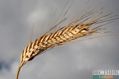 Чавушоглу: новая зерновая сделка не нужна