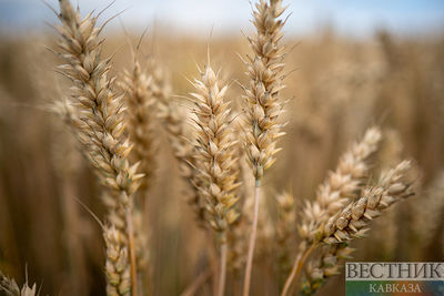 В Казахстане запатентован элитный сорт пшеницы 