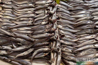 Дагестан начнет поставлять рыбу в Туркменистан