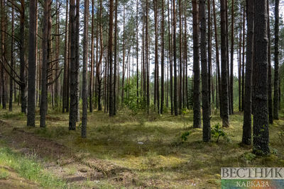 Власти Ставрополья начнут возрождать леса